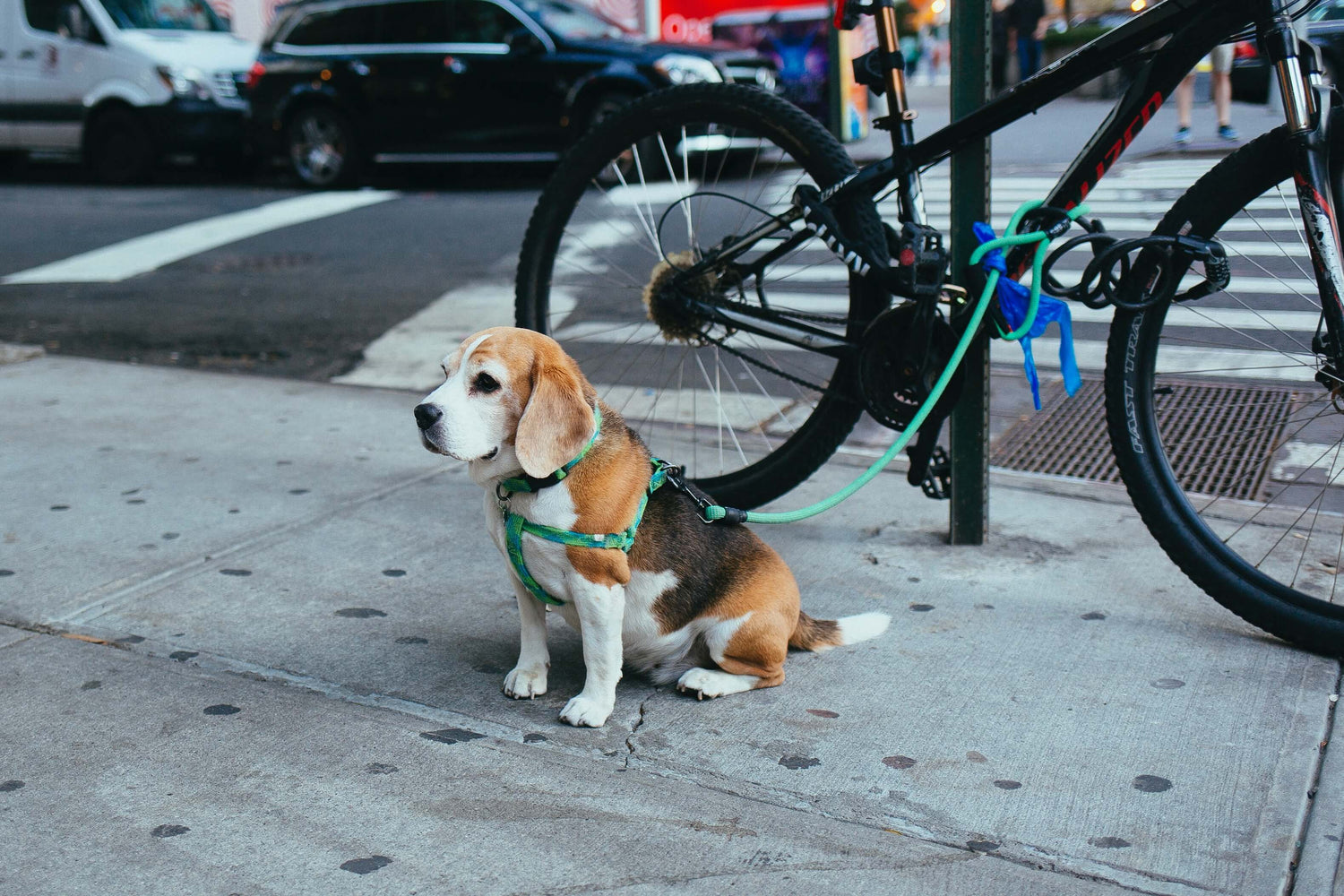 dog-with-sling-leash