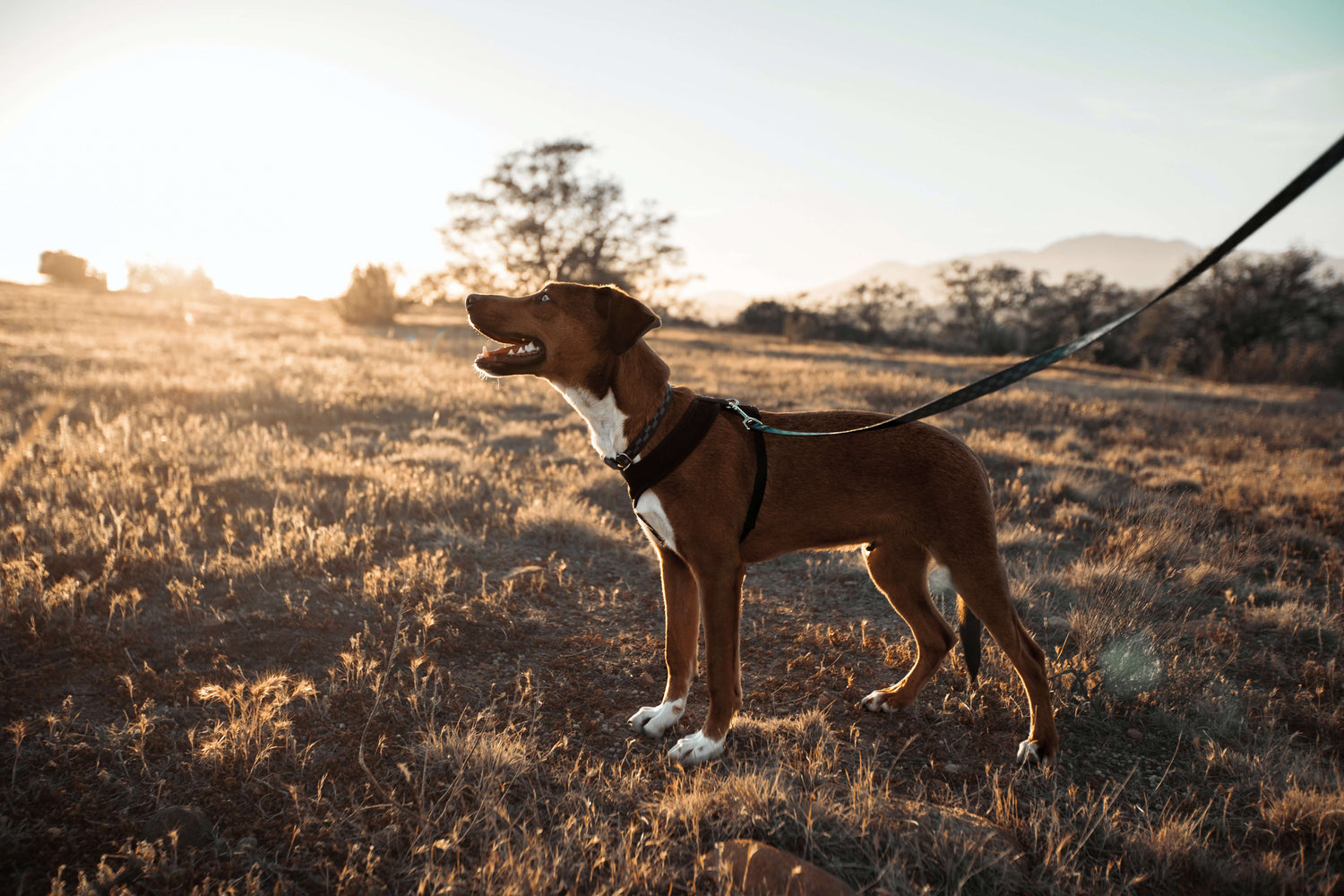 dog-on-a-leash