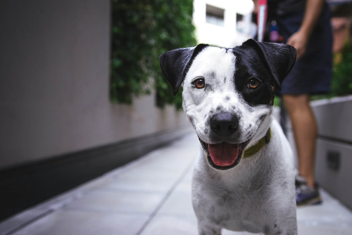 a-happy-dog