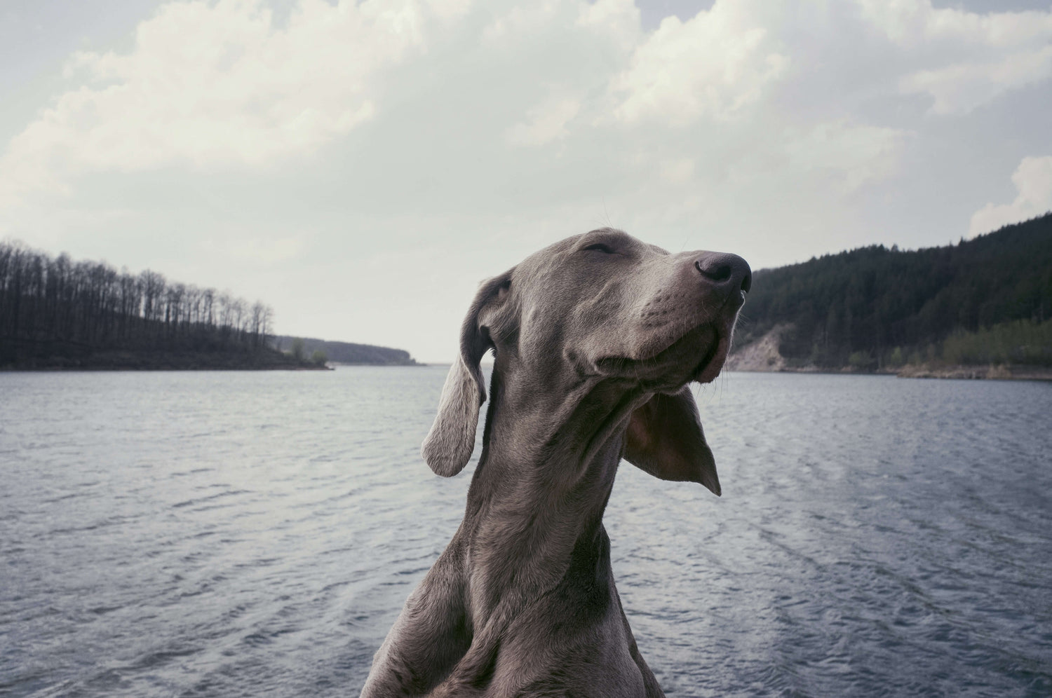 a-dog-happy-near-a-lake