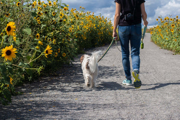 Health Benefits Of Daily Dog Walks