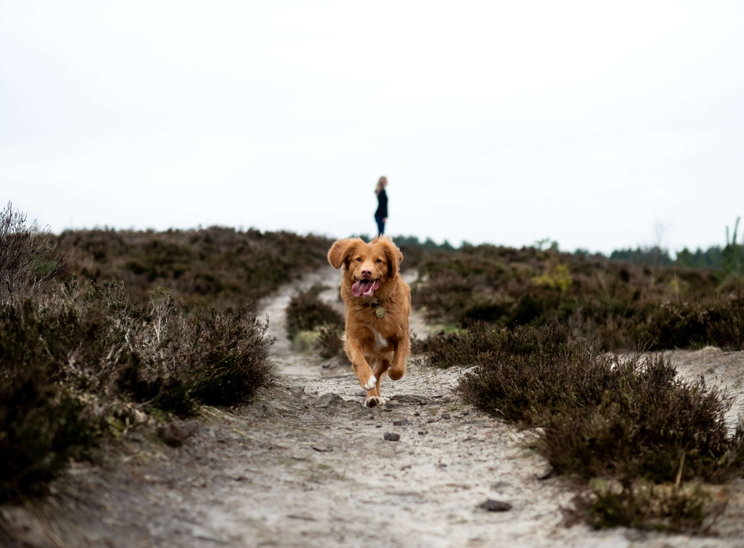 dog-running-with-owner-behind-them-on-a-trail